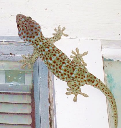 [tokay[3].jpg]