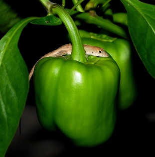 liz-pepper