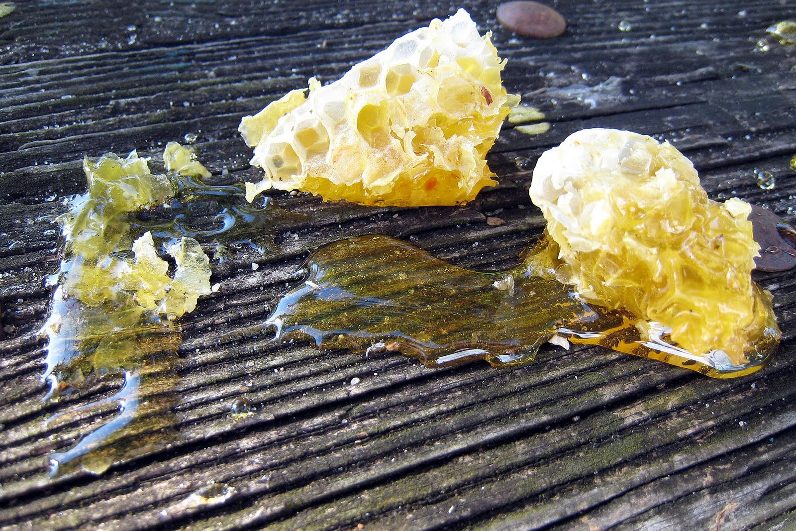 [honeycomb2.jpg]