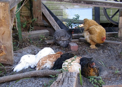 [chicken pile[2].jpg]