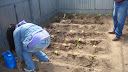 primeira plantación 6º