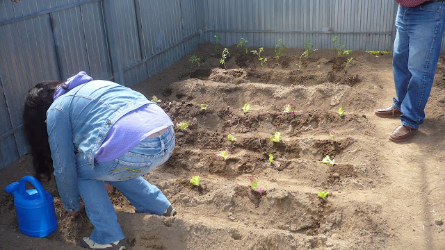 Plantacións