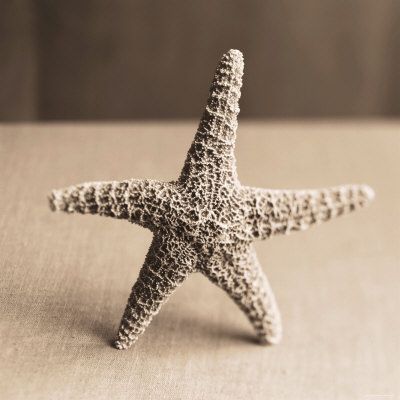 Account Options estrella de mar. Account Options