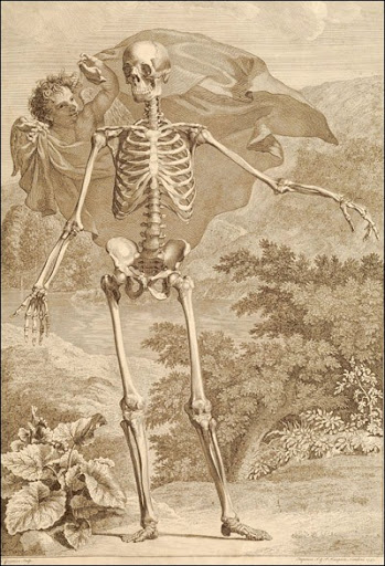 Bernhard Siegfried Albinus (1697-1770) (anatomist), Jan Wandelaar (1690-1759) (artist), London, 1749