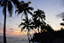 Hawaii Sunset, Palm Silhouette 