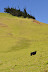 Black cow, verdant hillside, windbent trees - Waimea, Big Island, Hawaii 