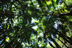 Palm forest canopy (Hawaii Tropical Botanical Garden near Hilo - htbg.com) photo by Raymond Chambers.