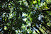 Palm forest canopy (Hawaii Tropical Botanical Garden near Hilo - htbg.com) photo by Raymond Chambers.