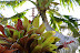 Palm and friend. (Hawaii Tropical Botanical Garden near Hilo - htbg.com) Photo by Lisa Callagher Onizuka