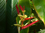 Heliconia - Tropical flower photo by Raymond Chambers (Hawaii Tropical Botanical Garden near Hilo - htbg.com)