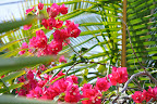 Bougainvillea everywhere near Kona, Hawaii. 