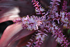 Purple flowers and leaves. 