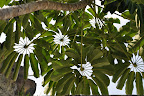 Umbrella Plant (Schefflera) growing near Harbor in Kona, Hawaii. 