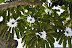 Umbrella Plant (Schefflera) growing near Harbor in Kona, Hawaii. 