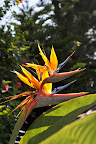 Sunlit Bird of Paradise Flower (Strelitzia reginae) photo by Raymond Chambers.