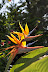 Sunlit Bird of Paradise Flower (Strelitzia reginae) photo by Raymond Chambers.