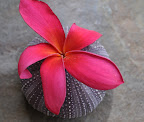 Fragrant pink Plumeria and sea urchin shell. Photo/arrangement by Lisa Callagher Onizuka