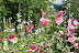 Hollyhocks at the Sawtooth Botanical Garden http://sbgarden.org