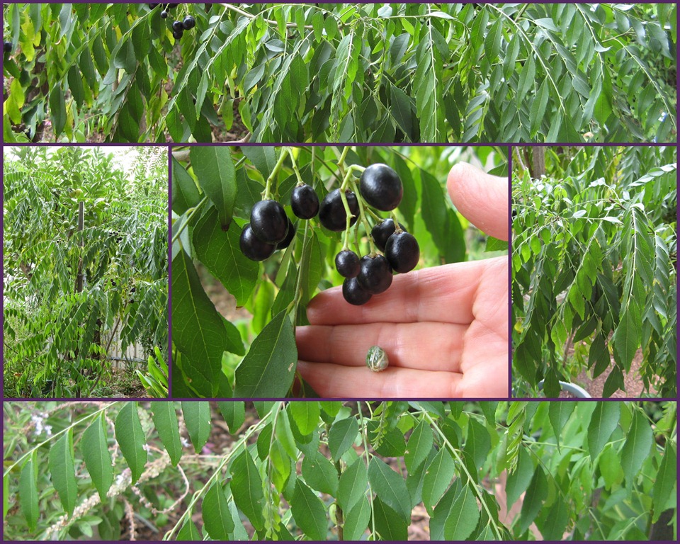 [Curry Leaf Tree Berries & Chillies1[6].jpg]