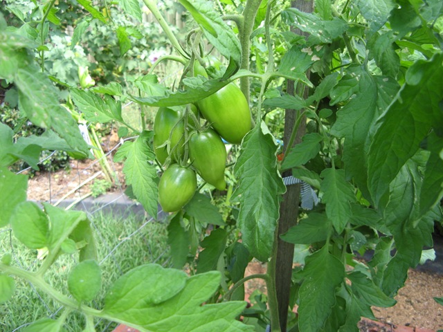 [More Tomatoes 011[2].jpg]
