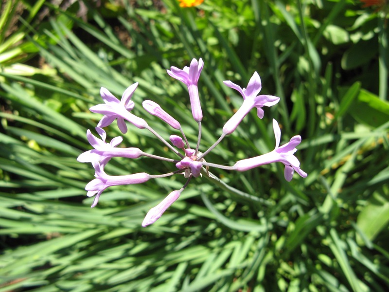 [Garden Purple 012[2].jpg]