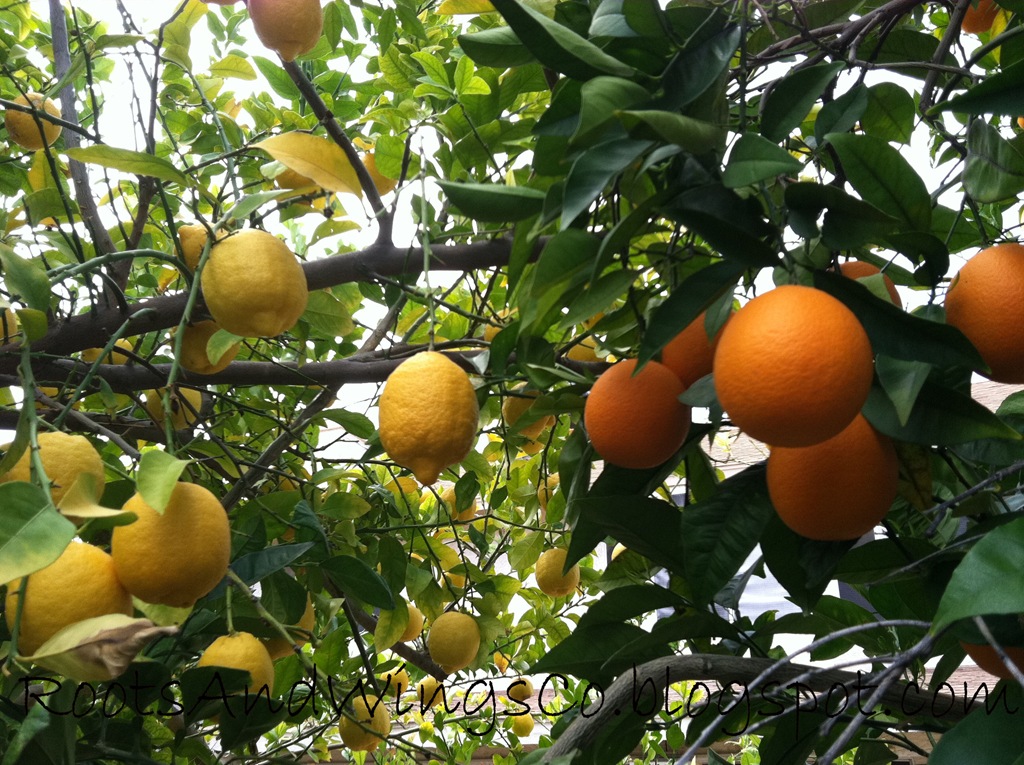 [oranges and lemons b[4].jpg]