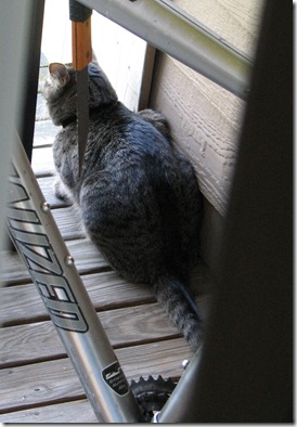 Kisa waits