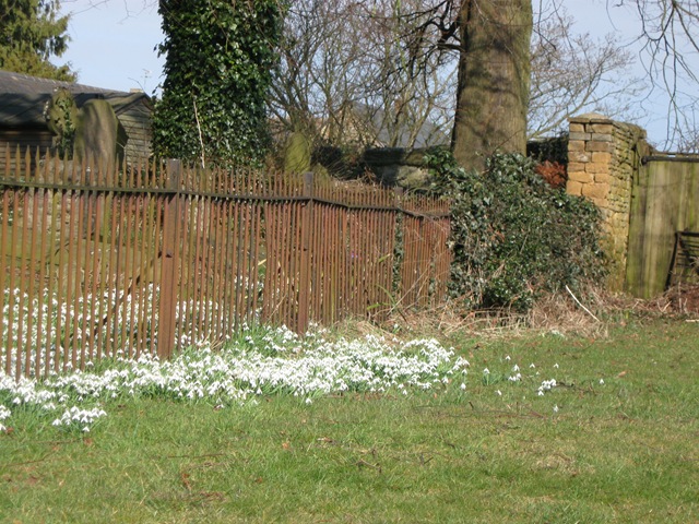 [IMG_0013 Snowdrops escaping[2].jpg]