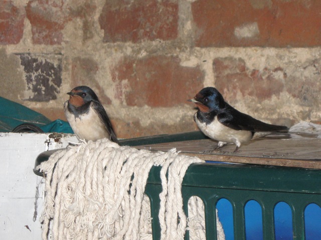 [IMG_0004 Swallows[2].jpg]