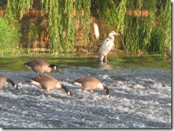 IMG_0009 Heron and Canada Geese