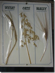 IMG_0099 Wheat,Oats Barley