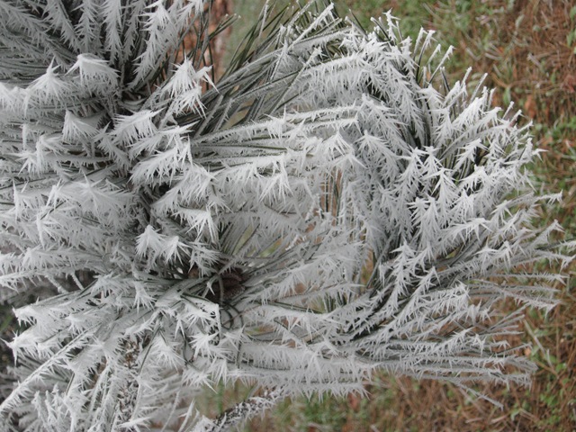 [IMG_0008 frosty feather tree[3].jpg]