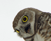 owl