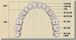 teeth