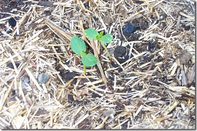 Garden 014