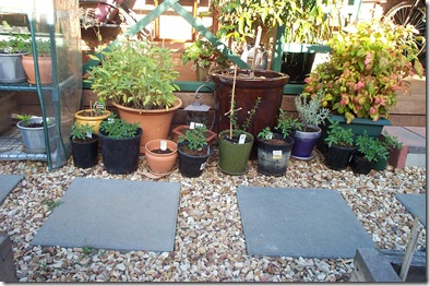 Garden 020