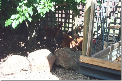Garden 009