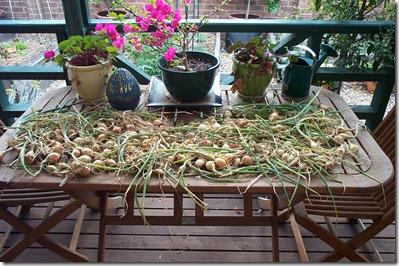 Veggie Patch 002