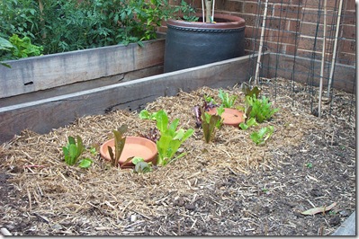 Veggie Patch 004