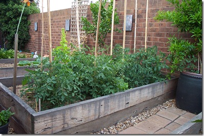 Veggie Patch 005