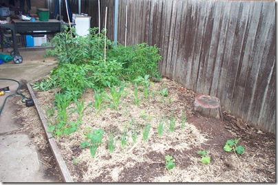 Veggie Patch 001