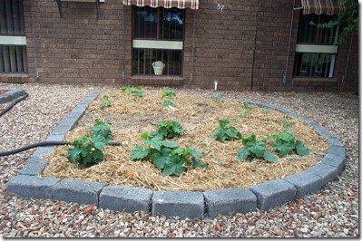 Garden Update 001