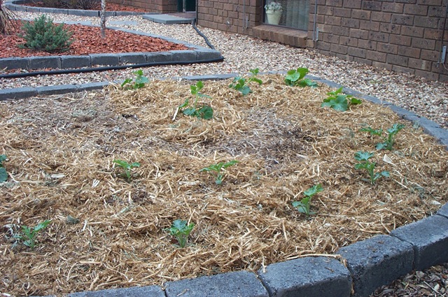 [Garden Update 002[3].jpg]