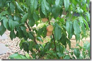 ANZAC Peach 2