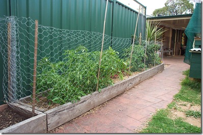 Garden Update 008