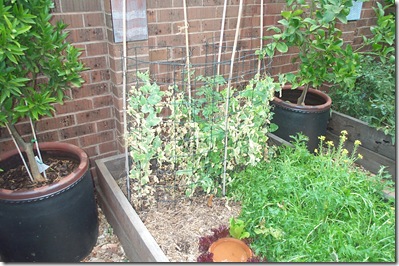 Burnt Garden 003