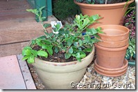 Autumn Garden 006