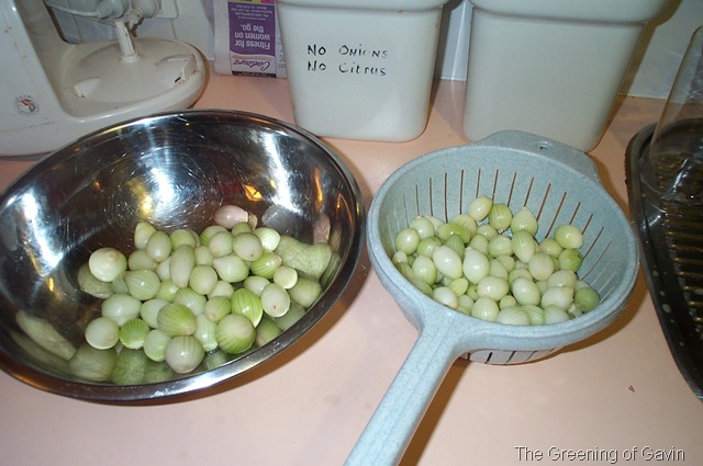 [PickledOnions0014.jpg]