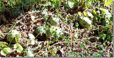 Horned African Melon patch