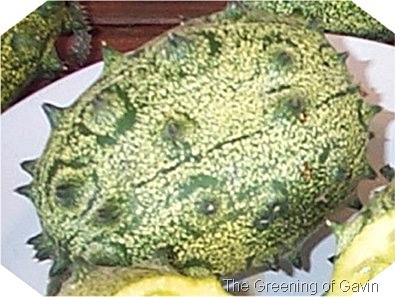 [Horned African Melon Single Small[10].jpg]